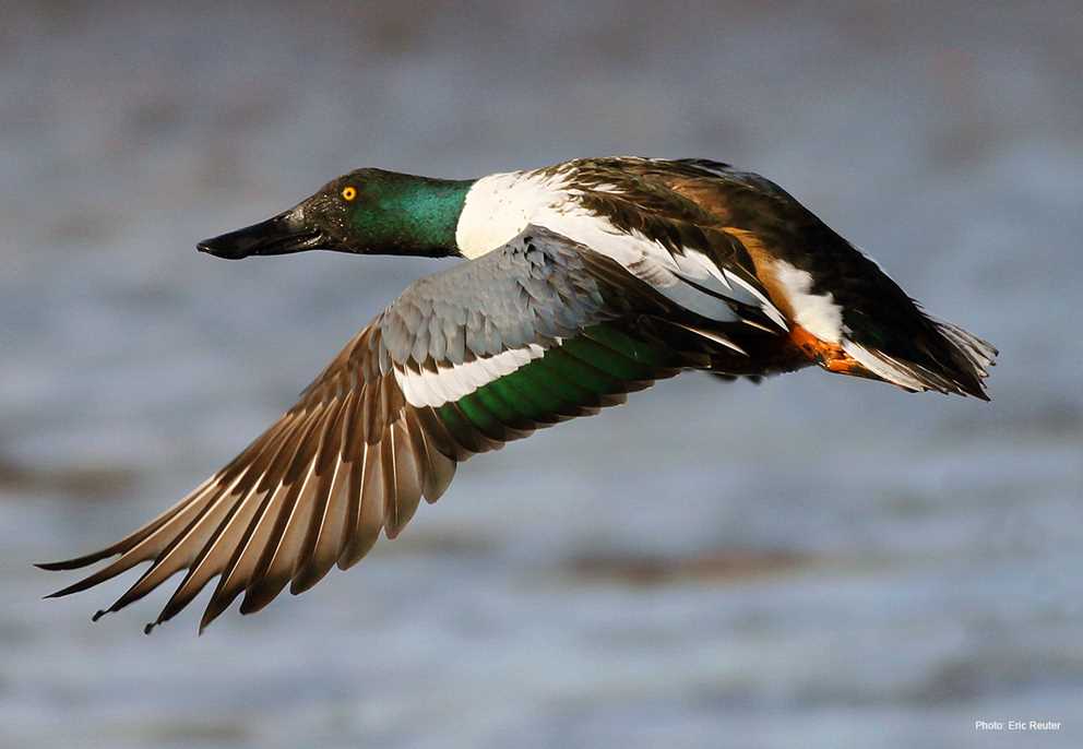 Northern Shoveler Image